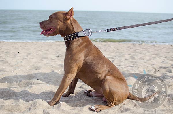 Flexible leather Pitbull collar