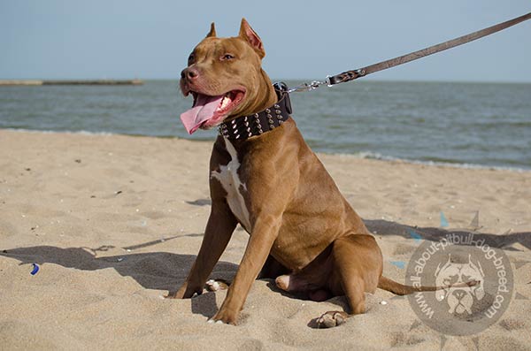 Spiked leather collar for Pitbull