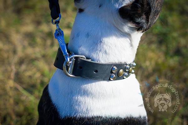 Pitbull collar with easy to attach D-ring