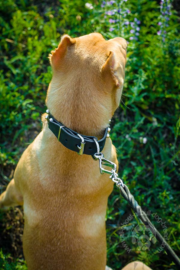 Strong Pitbull collar with traditional hardware