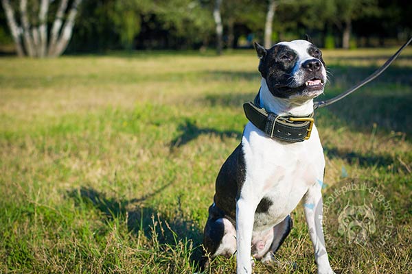 Agitation training leather Pitbull collar