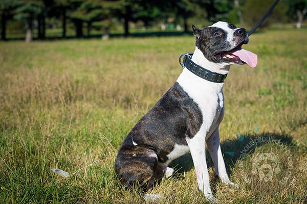 Eye-catching leather Pitbull collar with shiny plates