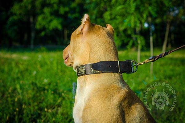 Strong Leather Pitbull collar with brass hardware