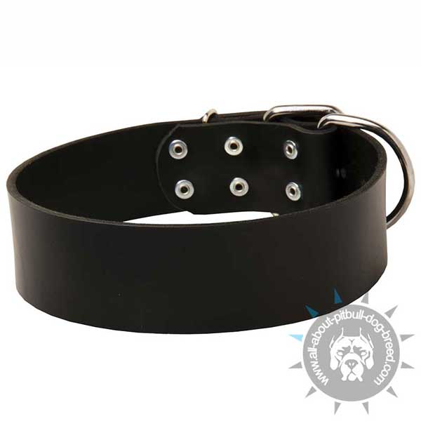 Extra wide leather Pitbull collar with secure nickel rivets