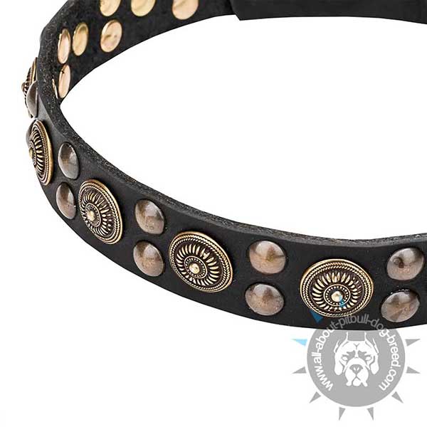    Goldish Brass Studs and Circles on Wide Dog Collar