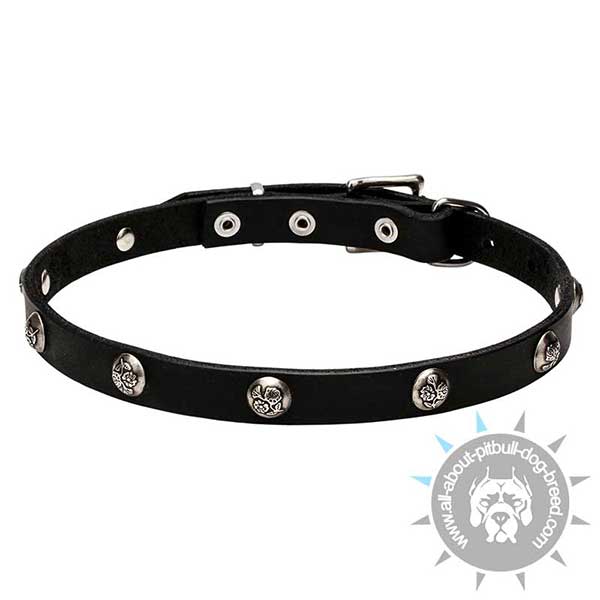 Studded Leather Dog Collar with Nickel Decor