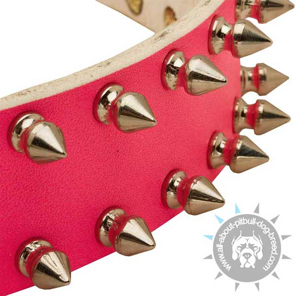 Nickel Spikes on Leather Pitbull Collar