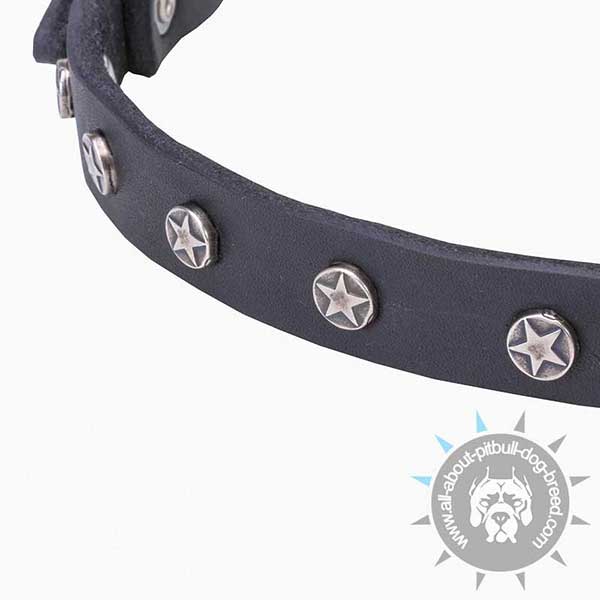 Leather Pitbull Collar with Star-like Studs