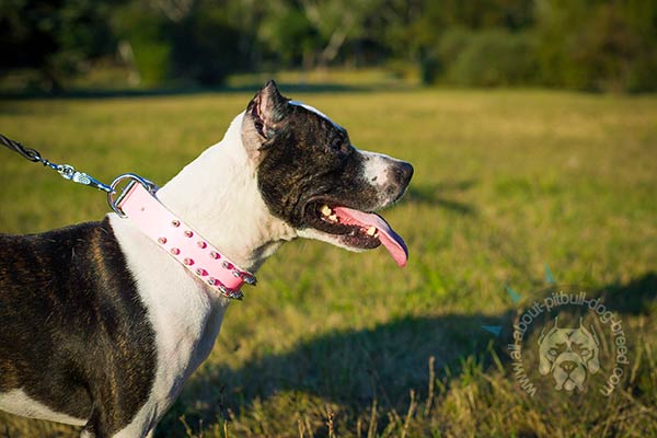 Flashy pink leather Pitbull collar