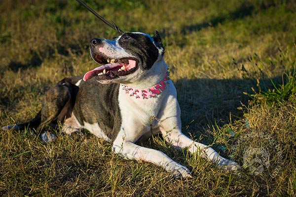 3 rows spiked pink Pitbull collar