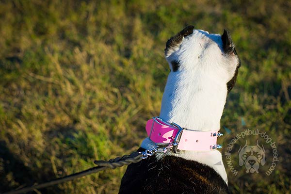 Pink leather Pitbull collar with strong buckle
