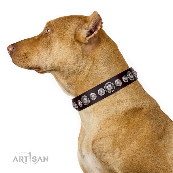 Trendy adorned genuine leather dog collar for basic training