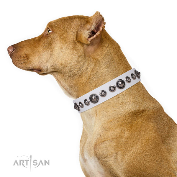 Stylish design embellished leather dog collar for fancy walking