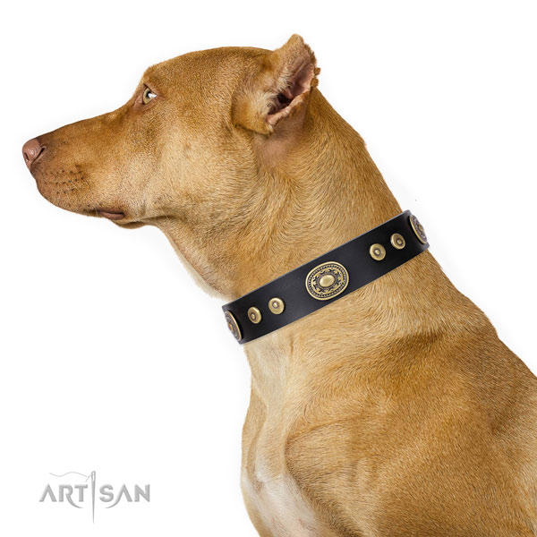 Remarkable adorned leather dog collar for basic training