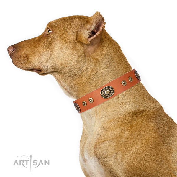 Fashionable embellished natural leather dog collar for everyday use