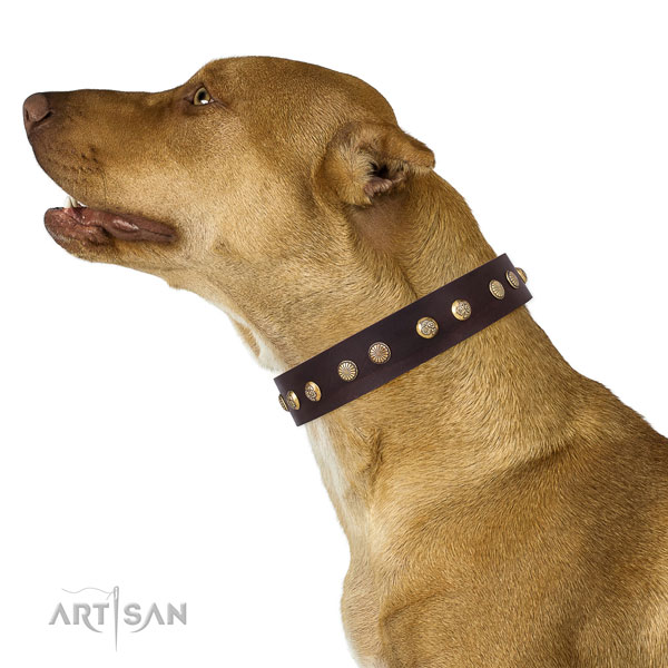 Top notch decorations on daily use leather dog collar