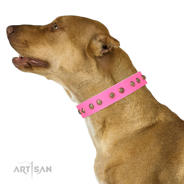 Top notch studs on comfy wearing genuine leather dog collar