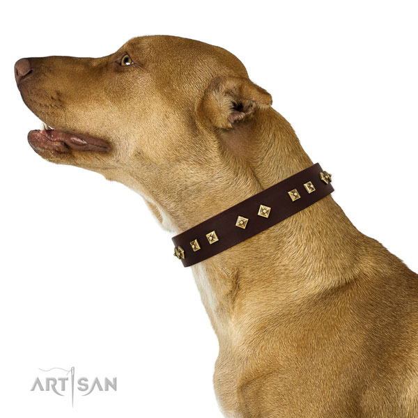 Awesome studs on everyday walking genuine leather dog collar