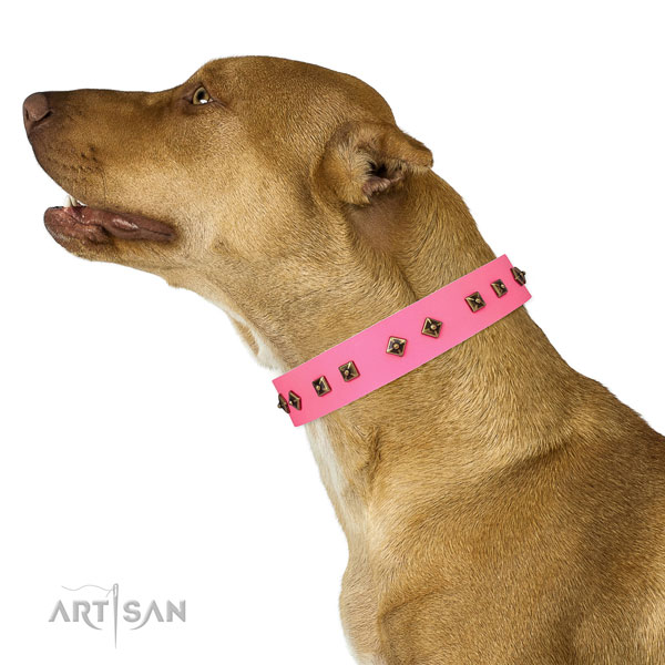 Fashionable embellishments on everyday walking dog collar