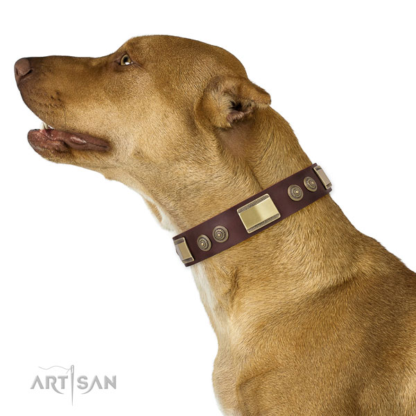 Incredible embellishments on everyday walking dog collar