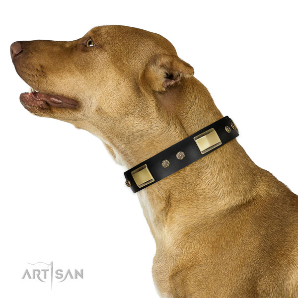 Everyday walking dog collar of natural leather with inimitable decorations