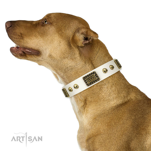 Corrosion proof buckle on full grain natural leather dog collar for stylish walking