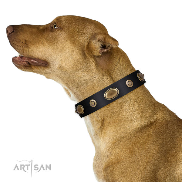 Everyday use dog collar of genuine leather with designer studs