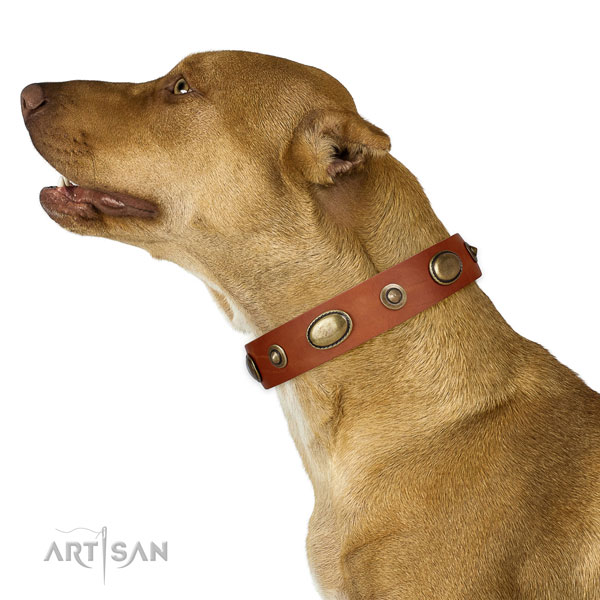 Handy use dog collar of leather with exceptional decorations