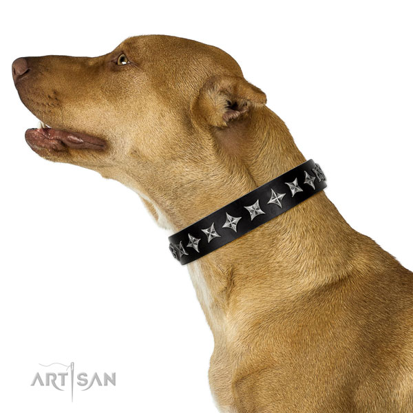 Comfy wearing embellished dog collar of strong leather