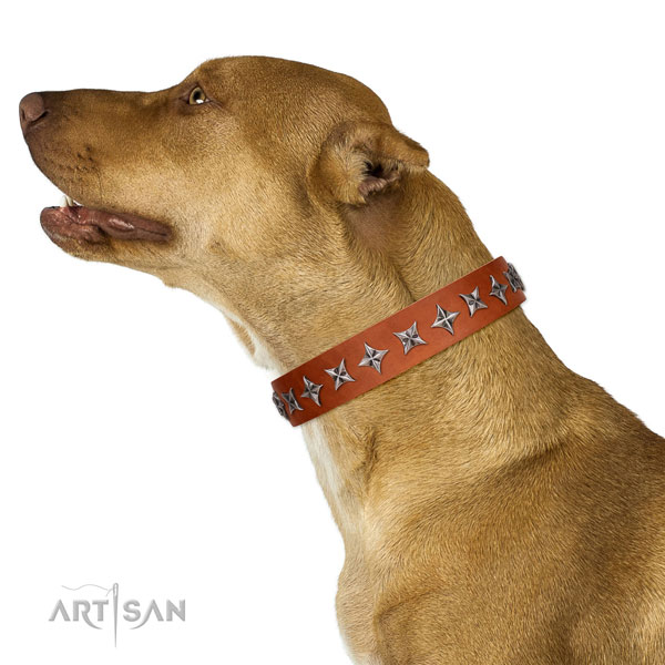 Quality full grain natural leather dog collar with awesome decorations