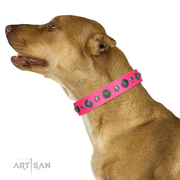 Adorned full grain leather dog collar with rust-proof fittings