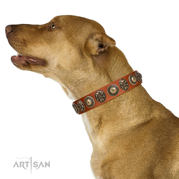 Designer full grain genuine leather collar for your beautiful four-legged friend