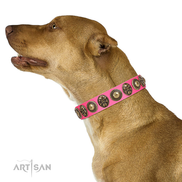Top notch leather collar for your impressive dog