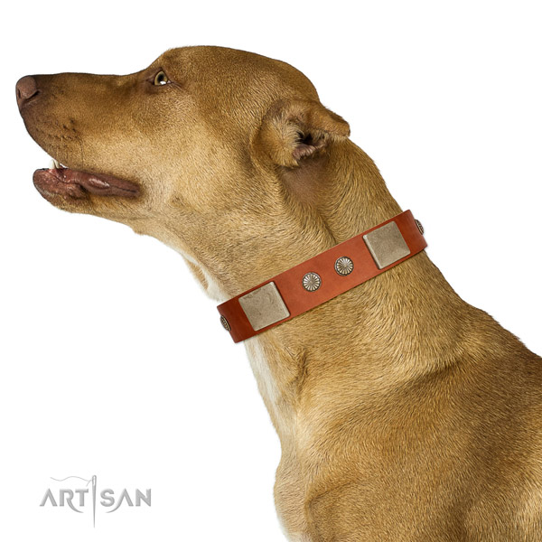 Significant full grain leather collar for your impressive dog