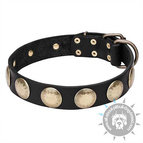 Leather Dog Collar Decorated with Unique Round Studs