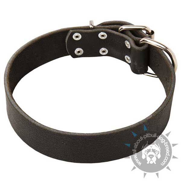 Decorated Leather Pitbull Collar for Daily Walking