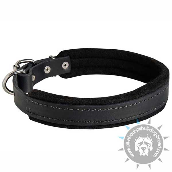 Soft Padded Leather Pitbull Collar 1 inch Wide