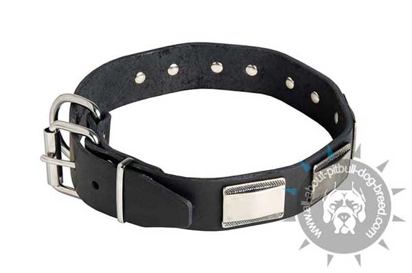 Handmade Leather Pitbull Collar with Nickel Plates