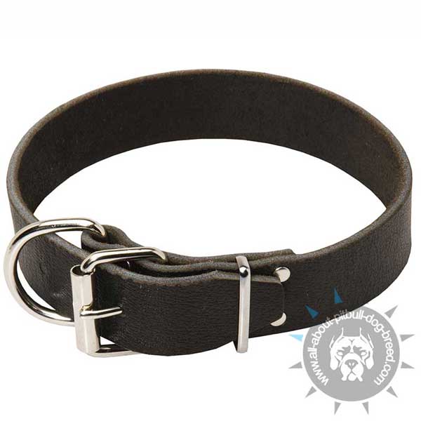  Leather Pitbull Collar with Nickel Plated Hardware
