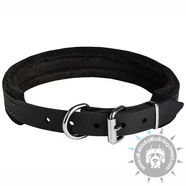 Padded Leather Pitbull Collar Buckled with Ring