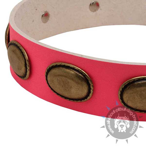 Pink Leather Pitbull Collar Strap Decorated with Oval Brass Plates