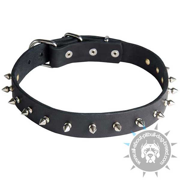 Leather Pitbull Collar Spiked in One Row