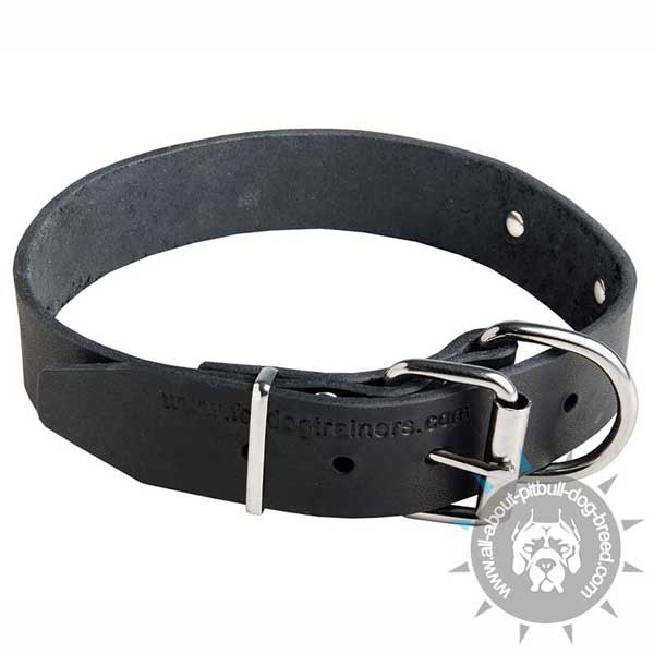 Leather Pitbull Collar with Nickel Plated Fittings