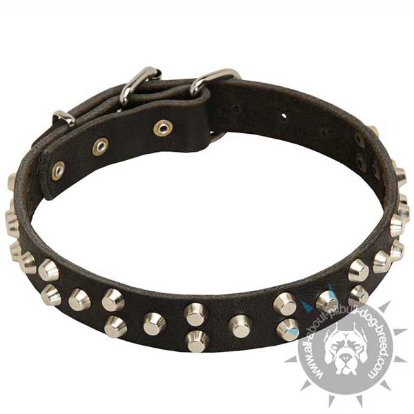 Leather Pitbull Collar Decorated with Nickel Pyramids