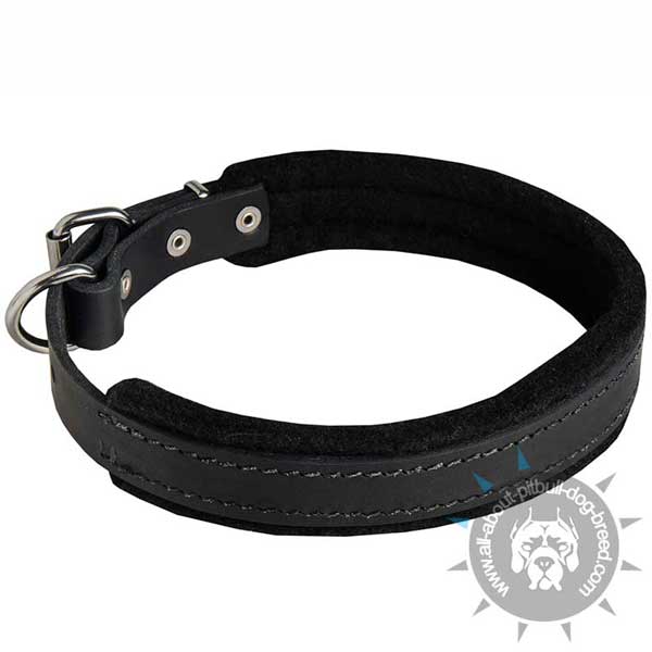 Leather Pitbull Collar with Stitched inside Soft Felt Padding