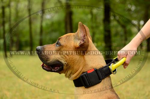 Nylon Dog Collar