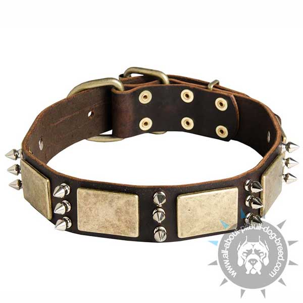 Stylish dog collar