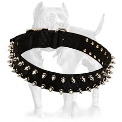 Custom Made Dog Collar