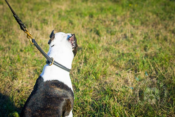 Pitbull choke collar for safe training