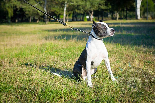 Round leather collar for Pitbull with stitching